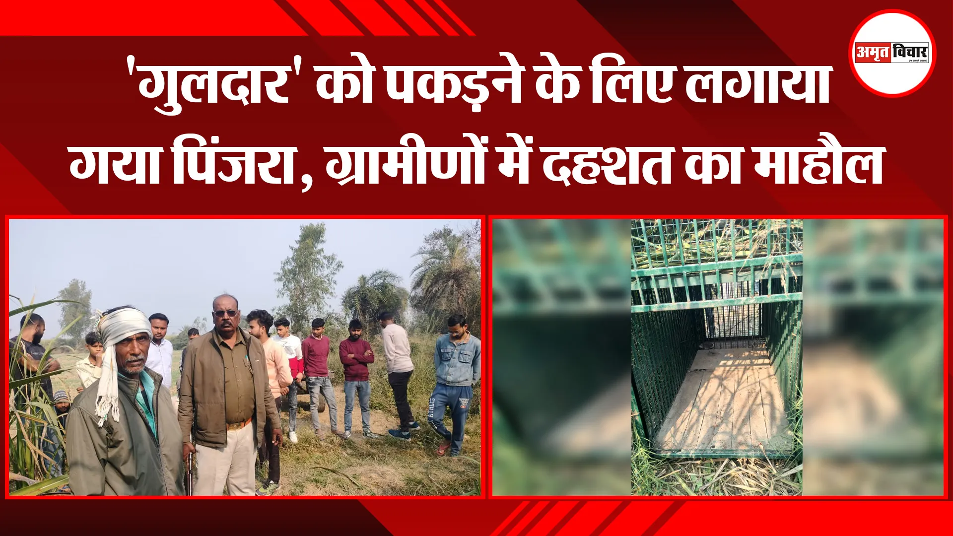 बिजनौर: 'गुलदार' को पकड़ने के लिए लगाया गया पिंजरा, ग्रामीणों में दहशत का माहौल 