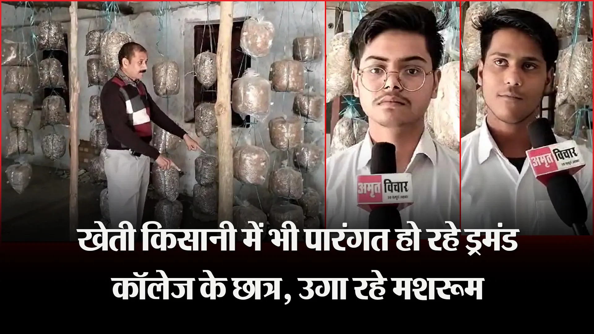  पीलीभीत: खेती किसानी में भी पारंगत हो रहे ड्रमंड कॉलेज के छात्र, उगा रहे मशरूम