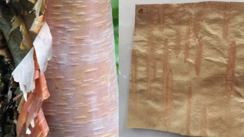 विलुप्त हो रहे भोजपत्र को जाइका वानिकी परियोजना करेगी जिंदा, हिमालयन फोरेस्ट रिसर्च इंस्टीच्यूट करेगा सहयोग