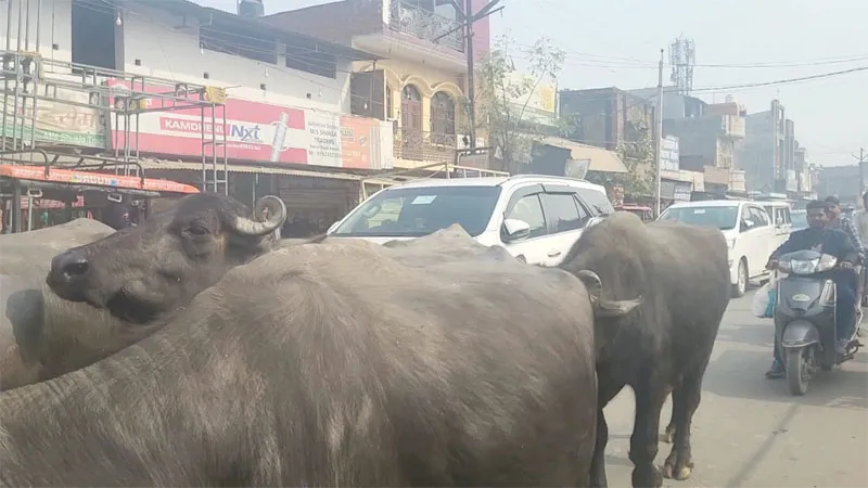 हरदोई: बेलगाम भैंसों ने माननीय के काफिले में लगाया ब्रेक!, बावन रोड पर रुका रहा काफिला, सुरक्षाकर्मियों ने खदेड़ा 