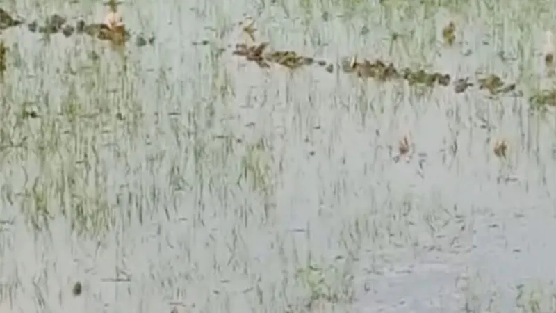 अमेठी: सफाई के नाम पर करोड़ों खर्च, फिर भी उफान मार रहीं नहरें, गेहूं की 50 बीघा फसल हुई जलमग्न, किसान परेशान