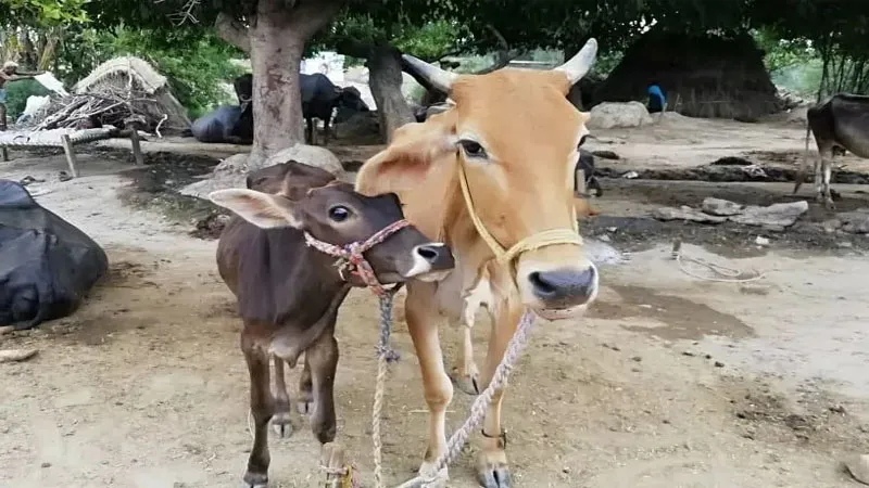 बहराइच: ग्रामीणों ने प्राथमिक विद्यालय में बांध दिए मवेशी, प्रधानाचार्य स्कूल पहुंचे तो तुरंत उठाया यह कदम