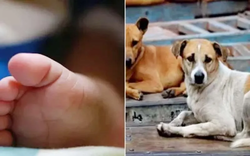 सुलतानपुर: नवजात बच्चे को मुंह में लेकर नोंचता दिखा कुत्ता, किसी ने नहीं की छुड़ाने की कोशिश, बस video बनाते रहे