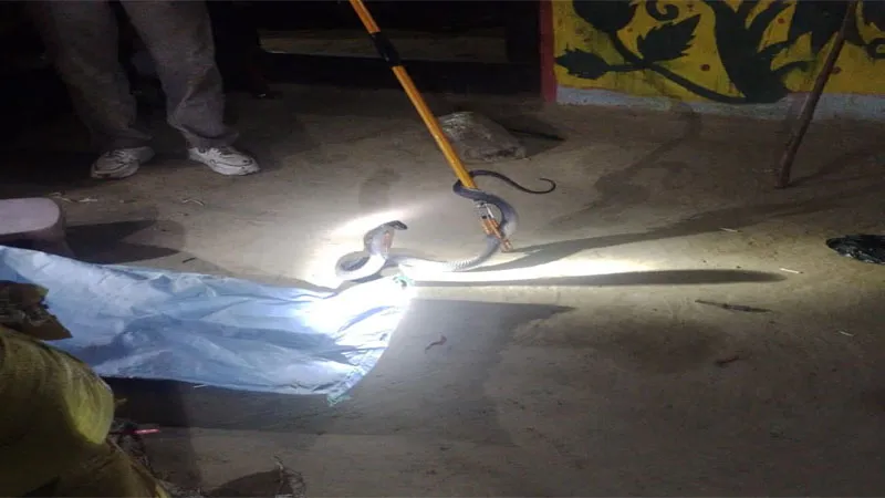 बहराइच: मच्छरदानी के अंदर घुस गया किंग कोबरा, बाल बाल बचा ग्रामीण, देखें Video...