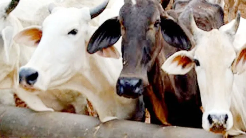 गोंडा: कैटल कैचर वाहन में तड़पता रहा गोवंश, जिम्मेदार अपने कर्तव्यों से पल्ला झाड़ते हुए चलते बने, हड़कंप