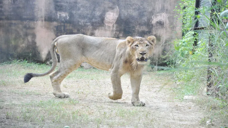 इटावा सफारी में शेर केसरी की मौत, अप्रैल से चल रहा था बीमार, डॉक्टरों के अथक प्रयास के बाद भी नहीं बच पाई जान