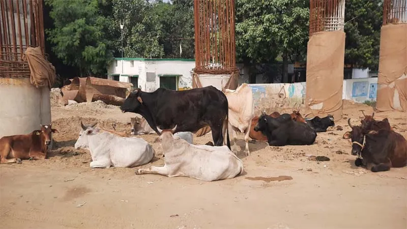 उन्नाव: हम आप मजे से सो रहे! अन्नदाता सर्द रातों में जागकर फसलों की कर रहे रखवाली, आखिर किसानों को छुट्टा मवेशियों से कब मिलेगी निजात? 