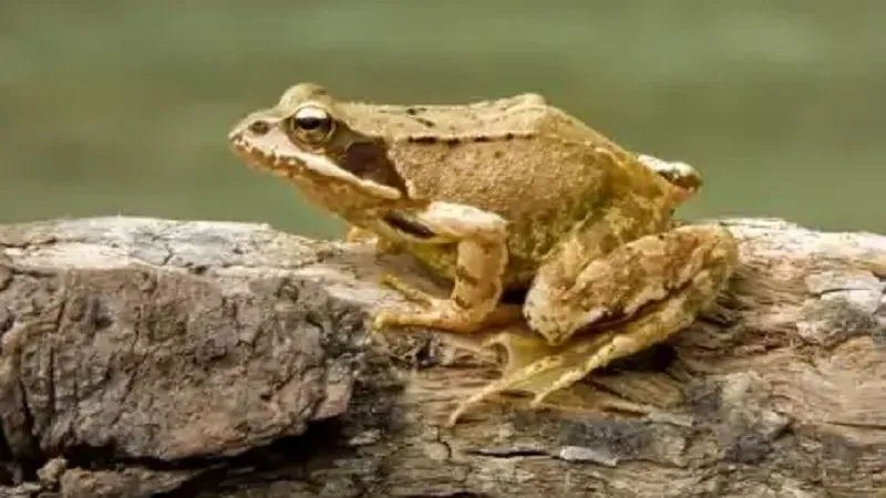 'गंदे और घृणित' या प्रकृति के वरदान? मानव-मेंढक संबंधों का जटिल इतिहास 