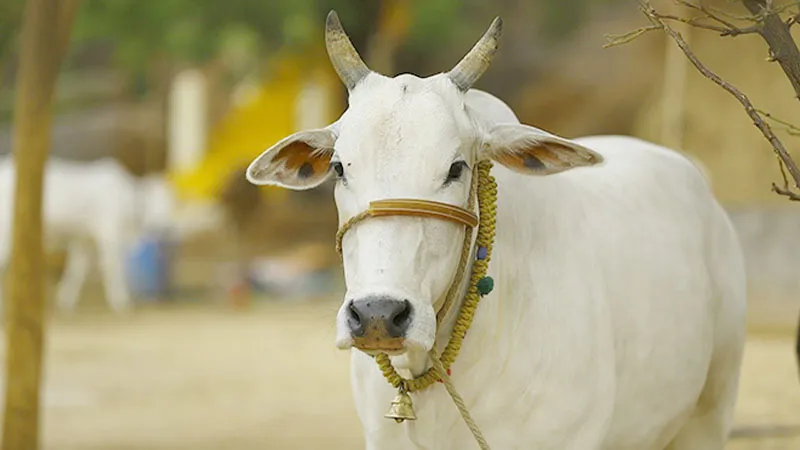 प्रतापगढ़: जिस गोसेवक ने घायल गाय की जान बचाई अब उसी को जेल भेजना चाहती है पुलिस, जानिये क्या है मामला...