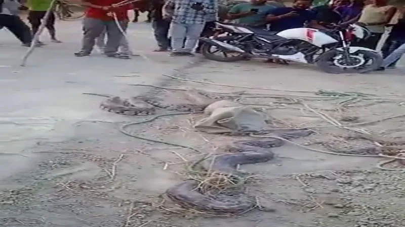 फतेहपुर: सड़क पर अचानक निकल आए कई अजगर, मंजर देखकर उड़े ग्रामीणों के होश! video