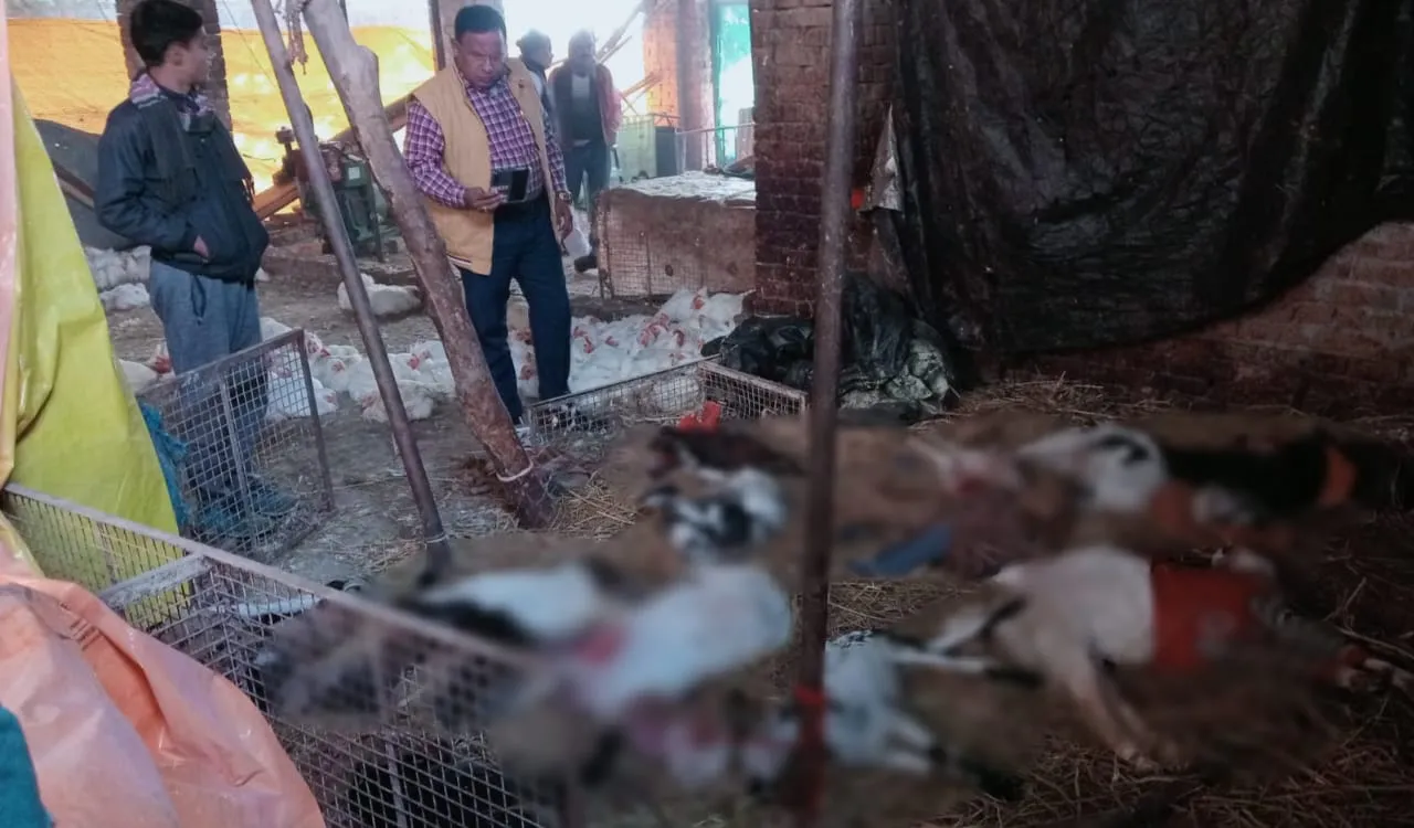 बदायूं: आवारा कुत्तों का आतंक, फार्म हाउस में घुसकर 13 बकरियों को बनाया अपना निवाला 