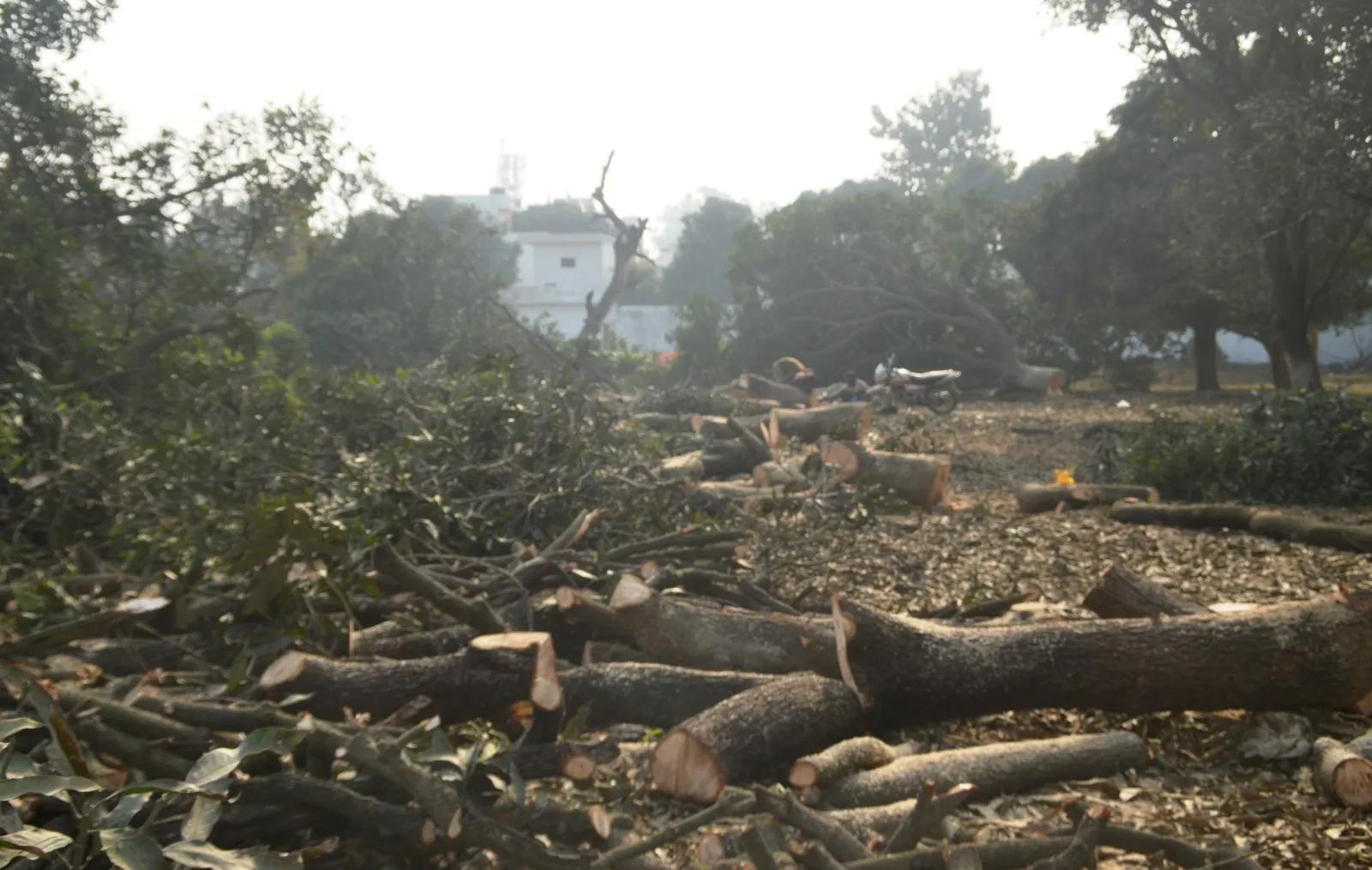 पीलीभीत: ग्रीनलैंड में काटा आम का बाग...कॉलोनी बनाने की तैयारी, अब शुरू हुई जांच तो मची खलबली