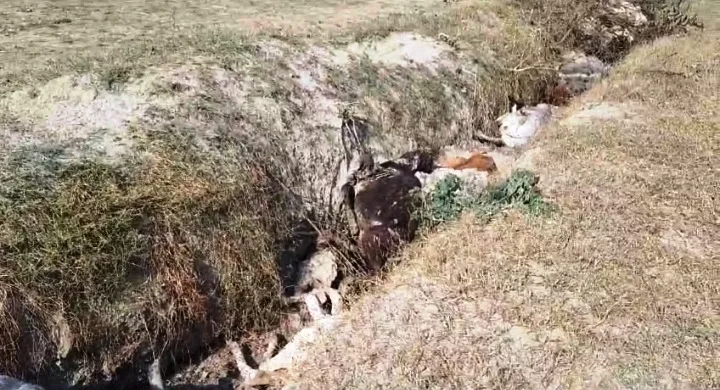 लखीमपुर-खीरी: निघासन में दर्जनों गोवंशीय पशुओं की मौत, शवों को सूखे नाले में फेंका 