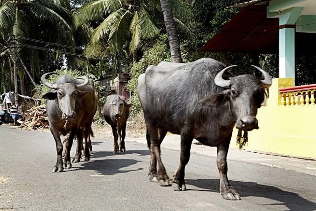 शाहजहांपुर: आफत बनीं डेरियां, ठंडे बस्ते में प्रबंधन की कार्रवाई...सड़कों पर घूम रहे पशुओं के झुंड