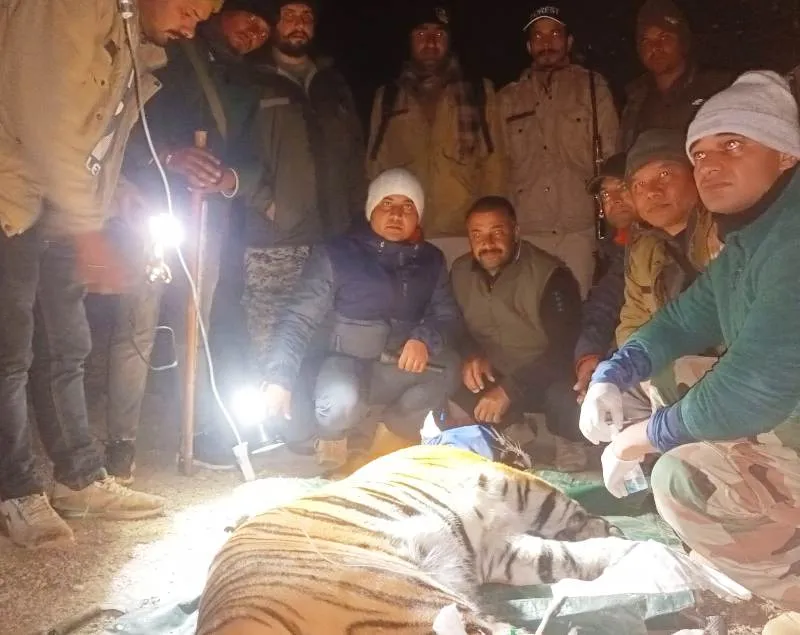 भीमताल: देर रात जंगलिया गांव  के तोक नौली में बाघ को ट्रेंकुलाइज करने में मिली सफलता 