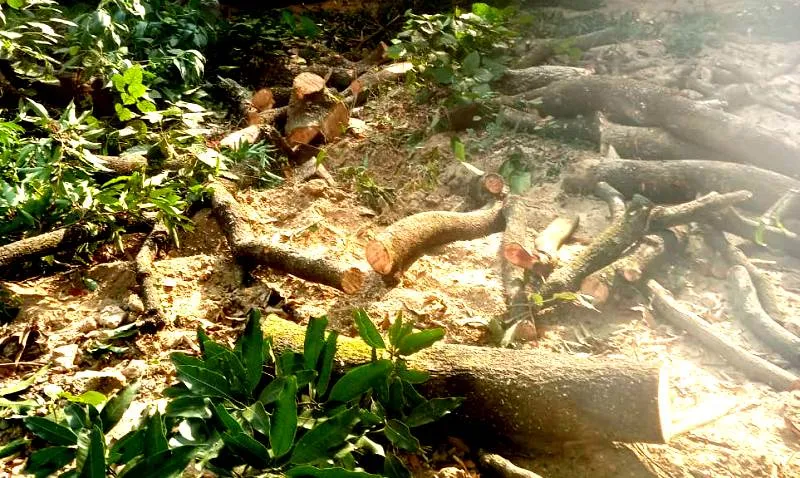 रामनगर: आम और लीची के हरे पेड़ों पर चली आरी