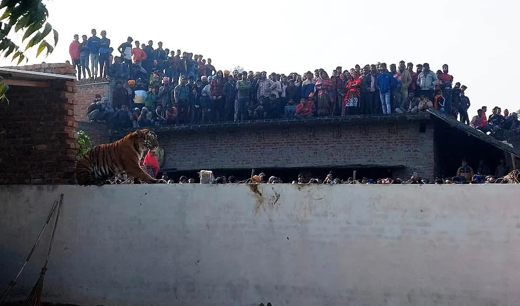 पीलीभीत: 11 घंटे लापरवाही और अनुमति में बिताए,  एक घंटे में हुए सफल...रेंजर से भी भिड़ी भीड़