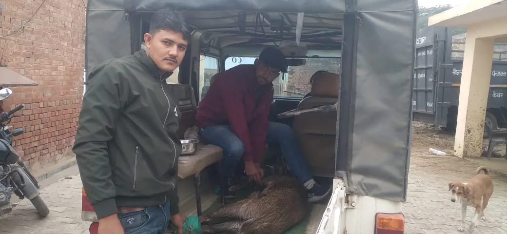 कासगंज: किसरौली मार्ग पर घायल अवस्था में मिला हिरण, वन विभाग की टीम ने कराया 