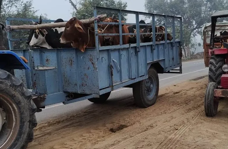पीलीभीत: ट्रैक्टर ट्रॉली में लदे गोवंश को देख हुआ तस्करी का शक, फिर वाहन रोक कर दिया हंगामा..जानिए पूरा मामला