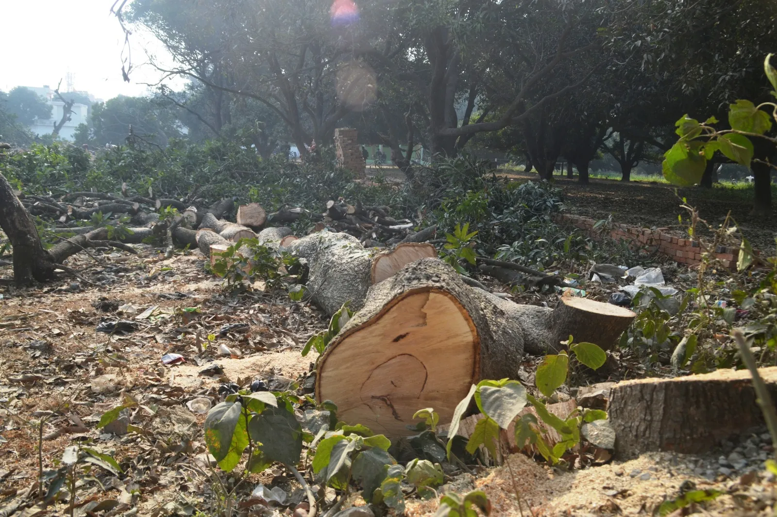 पीलीभीत: नेताजी के दबाव में अफसर भूले जिम्मेदारी, ..और रातोंरात कटा आम का बाग,  शासन को भेजी रिपोर्ट