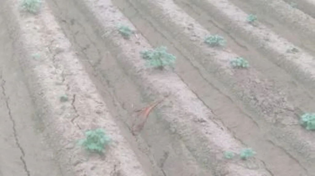 मथुरा: किसानों के खेतों में नहीं फूटे उद्यान विभाग के आलू बीज में अंकुर