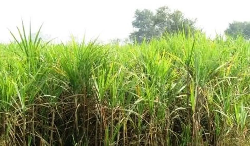 पीलीभीत: जिस गन्ना प्रजाति से हुए मालामाल, अब उसी से तौबा कर रहे तराई के किसान..जानिए पूरा मामला 