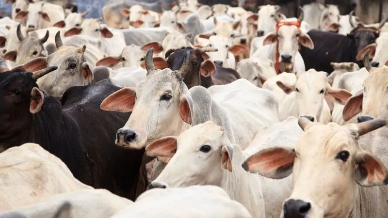 Unnao News: एक दर्जन मवेशियों की संदिग्ध हालत में मौत, दबंगों पर मवेशियों को जहर देकर मारने का आरोप