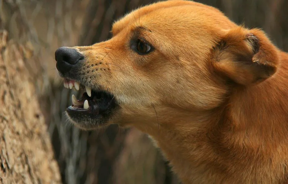 संभल: एक कुत्ता दर्जनों ग्रामीणों पर पड़ा भारी, 11 इंसानों और 8 पशुओं को किया जख्मी 