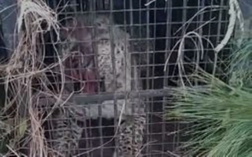 नैनीताल: वन विभाग के पिंजरे में फंसा तेंदुआ, डीएनए सैंपल भेजा जाएगा देहरादून 