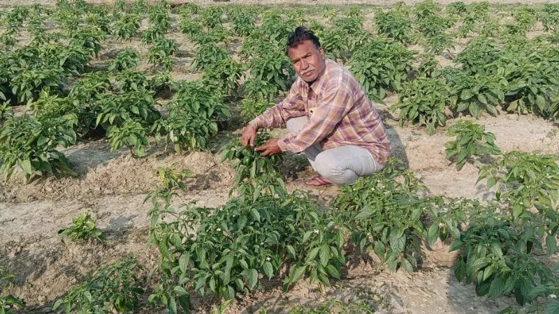 Fatehpur: बंगाल में तहलका मचा रहा दोआबा का शिमला मिर्च, किसानों को मालामाल कर रही खेती, कम आय में मिल रहा अधिक मुनाफा