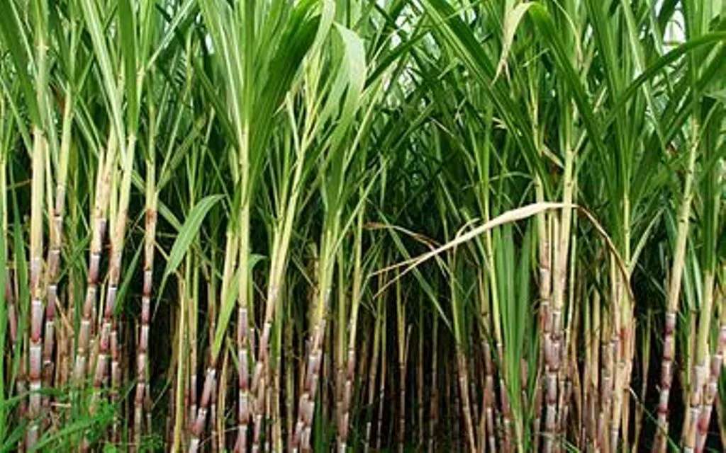 लखीमपुर-खीरी: जिले में नौ चीनी मिलों में पेराई सत्र चालू, गन्ना मूल्य भुगतान में छले जा रहे किसान 