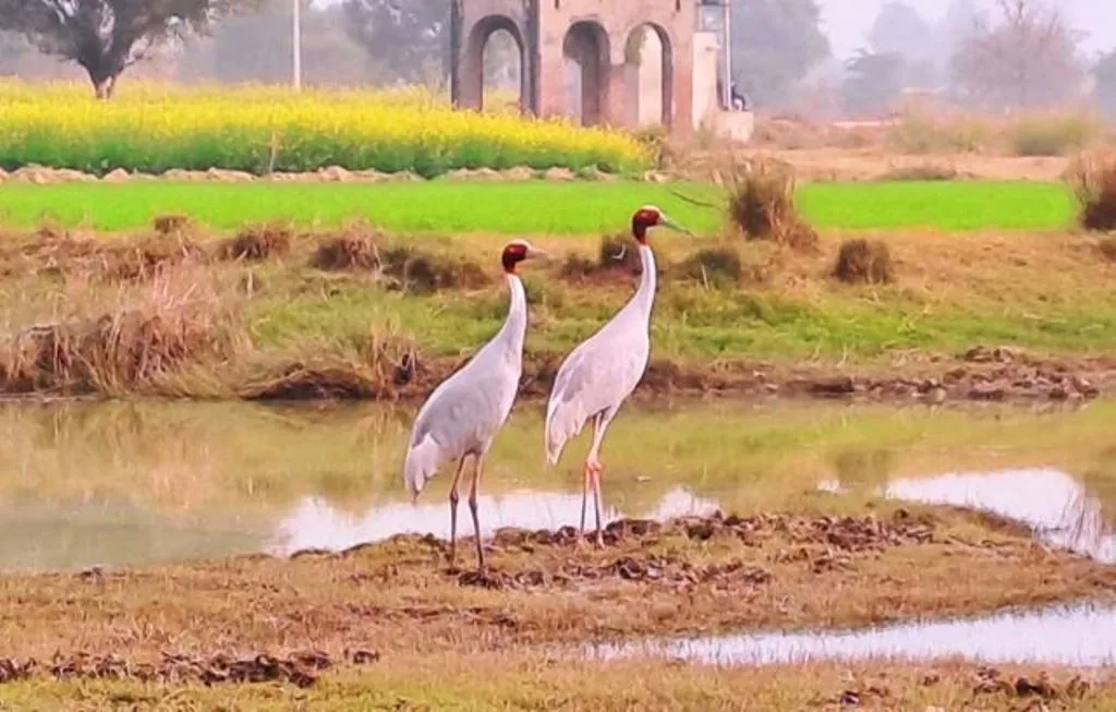 कासगंज: अभी तक रुठे हैं मेहमान, इंतजार कर रहे हैं मेजबान 