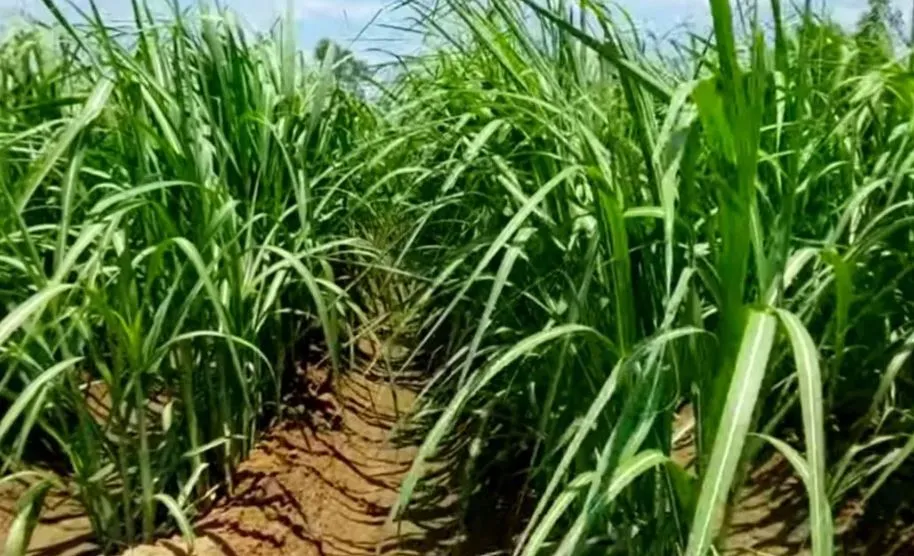 बरेली: वर्टिकल और ट्रेंच विधि अपनाएं, दोगुना मुनाफा पाएं