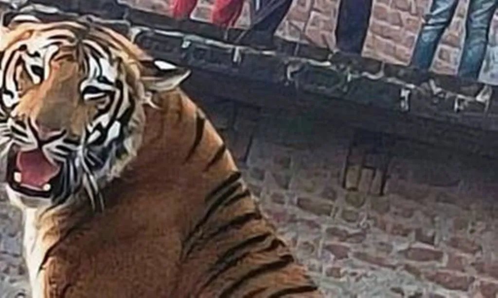 पीलीभीत: वासस्थलों का सफाया होने से बाहर निकल रहे बाघ, टाइगर रिजर्व बनने के बाद से 14 पकड़े जा चुके..फिर भी नहीं समाधान 