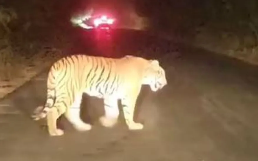 पीलीभीत: जंगल के बाहर खेतों में घूम रहे बाघ, पकड़ने की अनुमति मिलने के बाद भी सिस्टम लाचार