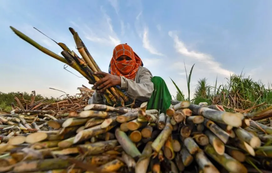 लखीमपुर-खीरी: घाटे की अर्थव्यवस्था से उबर नहीं पा रहीं बजाज की चीनी मिलें, नाहक पिस रहे गन्ना किसान 