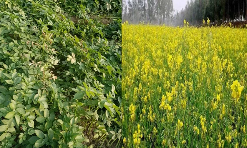 कासगंज: सर्दी के मौसम में रोगों से घिरी आलू-सरसों की फसल, ऐसे करें बचाव...