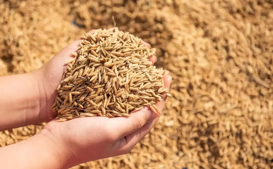 लखीमपुर-खीरी: दिसंबर से जनवरी में सबसे ज्यादा हुई धान खरीद, किसानों को 395.36 करोड़ रुपये का भुगतान