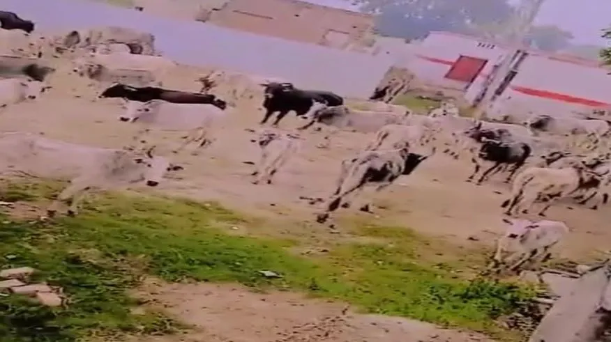 बदायूं: ग्रामीणों ने स्कूल में बंद किए गोवंश, जानकारी देने के पर भी नहीं पहुंचा कोई भी अधिकारी
