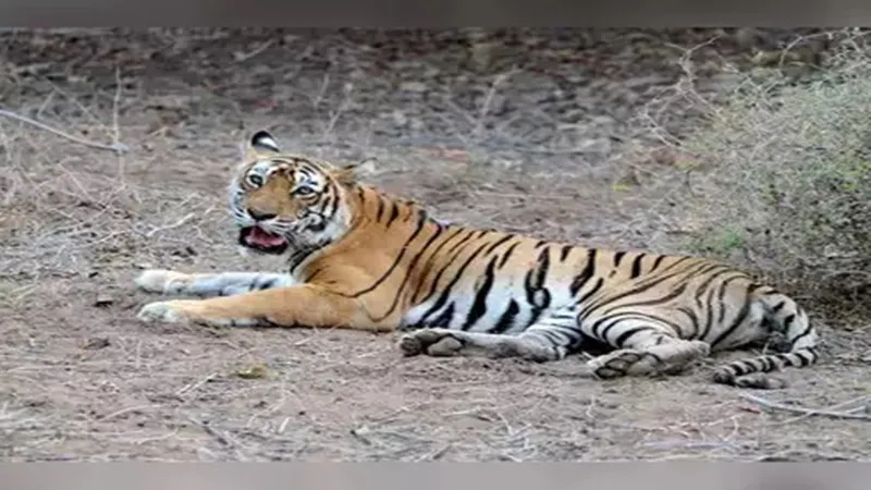 बहराइच: बाघिन के मुंह से निकल रहा था खून लेकिन..., आईबीआरआई केंद्र भेजा विसरा 