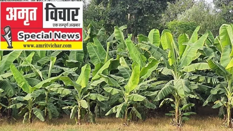 जी-9 केला किसानों के लिए बना लक्ष्मी का वरदान, रायबरेली में बन रही Banana belt