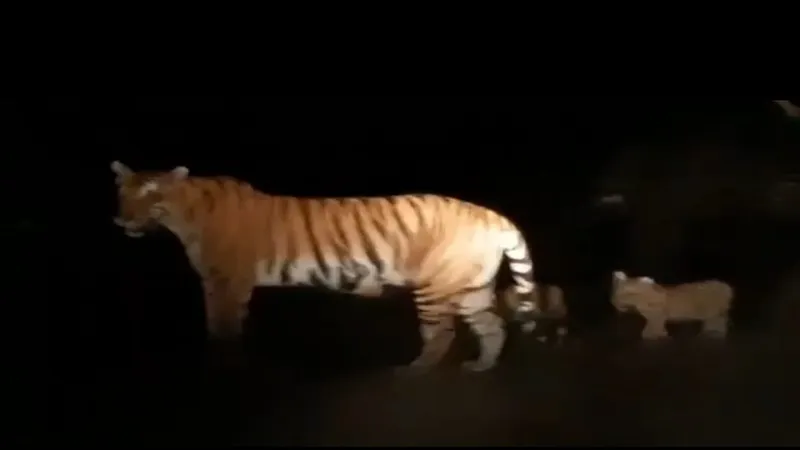 बहराइच: सड़क पर शावकों के साथ दिखी बाघिन, रोमांचित हुए पर्यटक, देखें Video