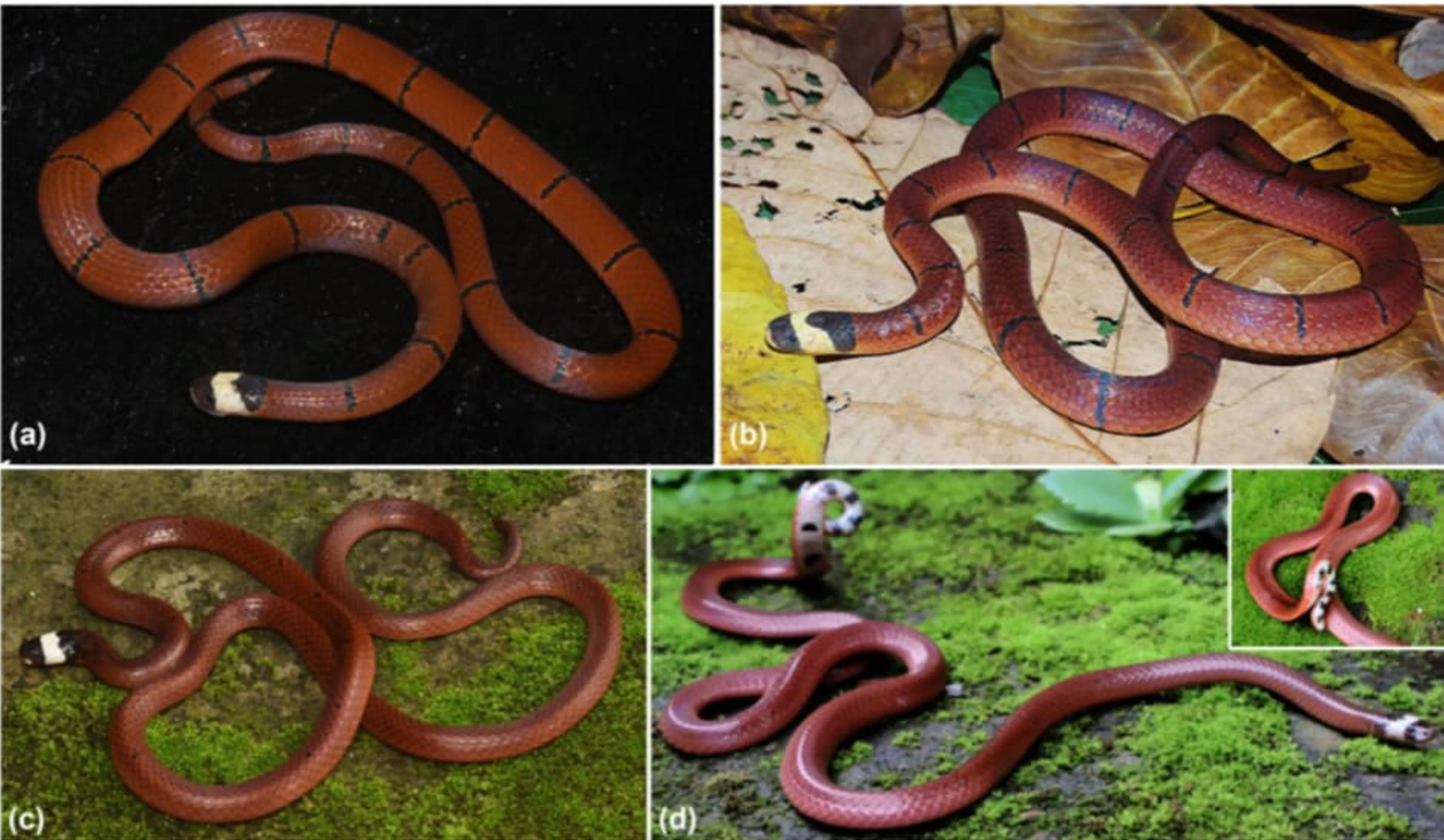 इस विश्वविद्यालय के शोधकर्ताओं को मिली बड़ी कामयाबी, ‘कोरल’ सांप की नई प्रजाति का लगाया पता