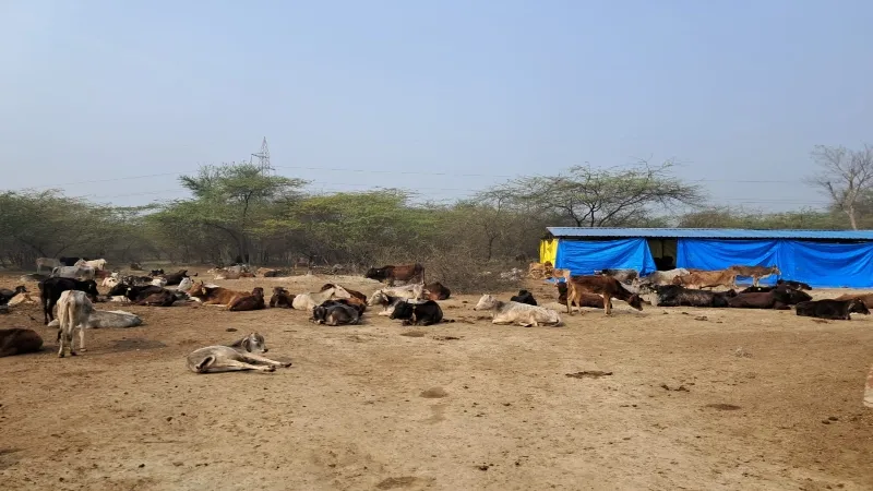 सुलतानपुर गोआश्रय स्थल : हरा चारा तो दूर सूखा भूसा तक भरपेट नहीं दे पा रहे जिम्मेदार