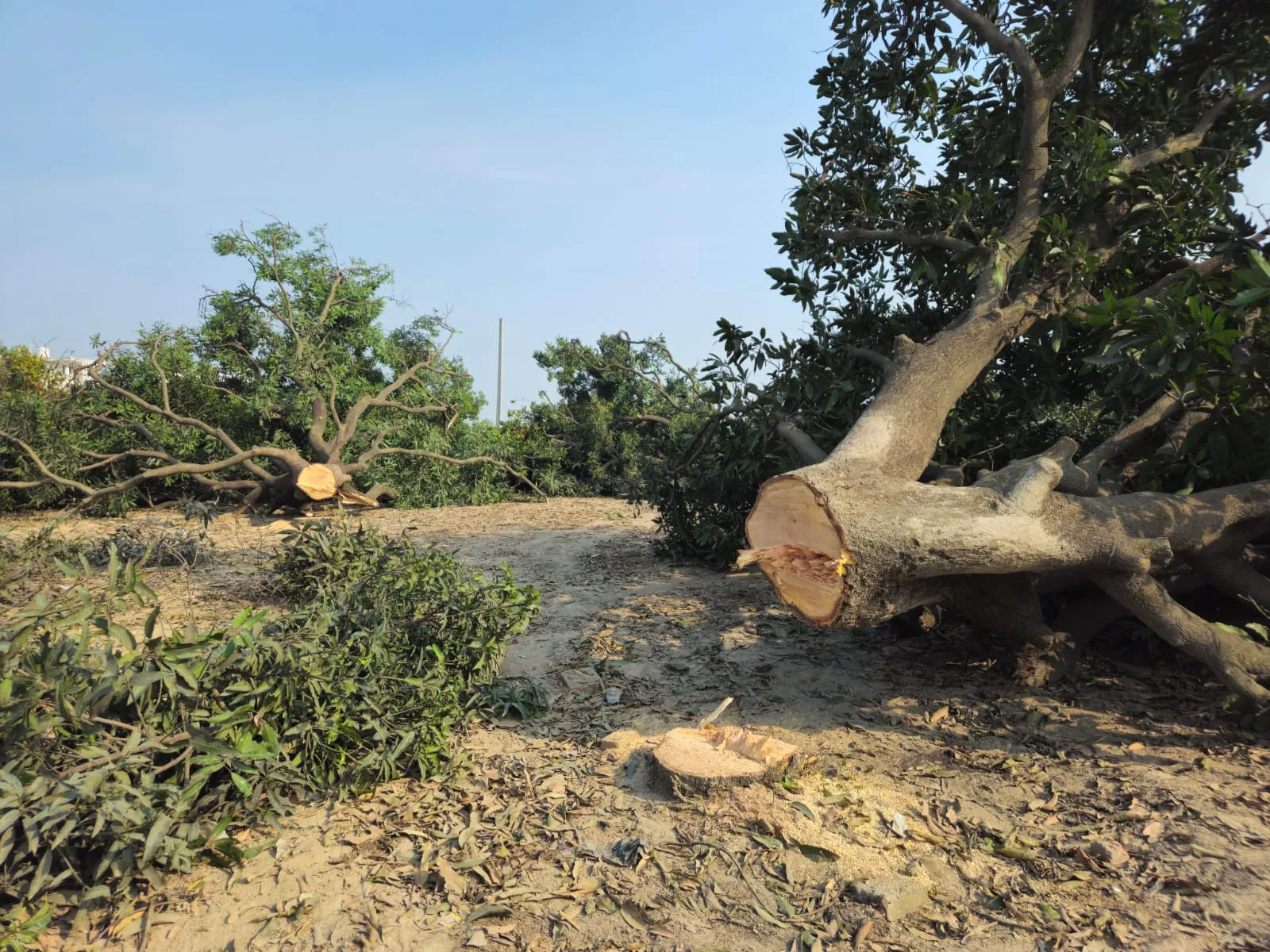 पीलीभीत: फंसी गर्दन तो नेताजी नहीं आए काम, लटकी कार्रवाई की तलवार..गाज गिरना तय