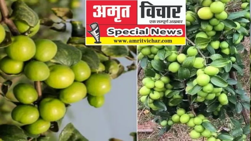 रायबरेली में कश्मीर का एप्पल बेर और कोलकाता के अमरूद जुबां में घोल रहे मिठास 