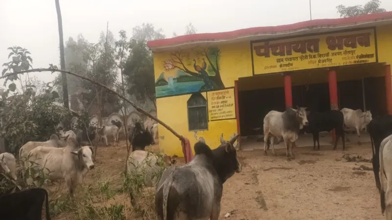 फसलों के नुकसान से ग्रामीण परेशान, पंचायत भवन में बंद किये छुट्टा मवेशी - किया हंगामा 
