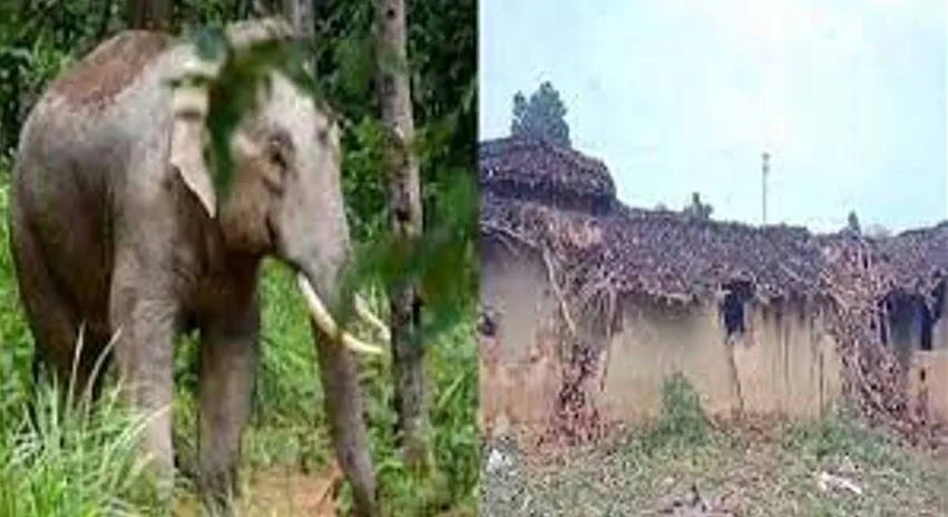 हाथियों ने घरों को किया क्षतिग्रस्त, लोगों ने भागकर बचाई जान 