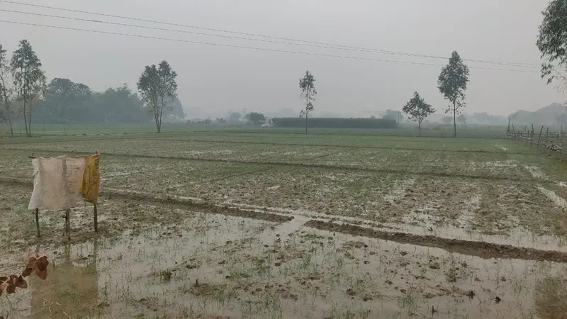 रायबरेली: बारिश ने बदला मौसम, सर्दी के साथ पड़ेगा पाला 