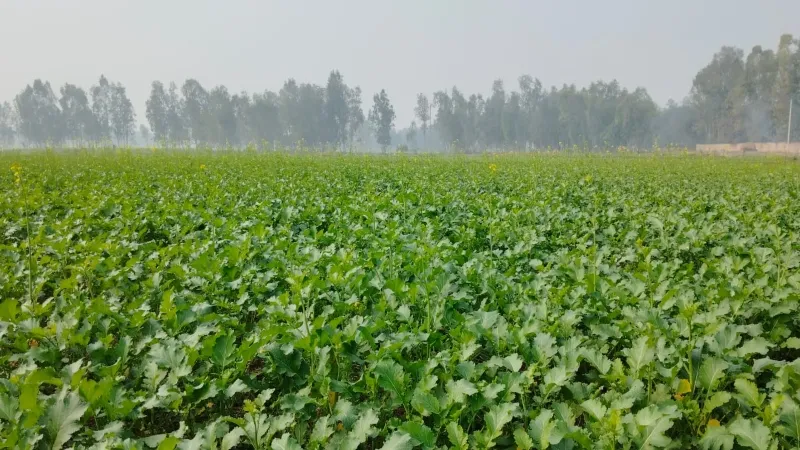 Health is wealth : सरसों के साग में हैं अद्भुत गुण, कैंसर सहित तमाम रोगों से लड़ने में है मददगार